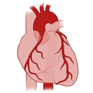 a human heart