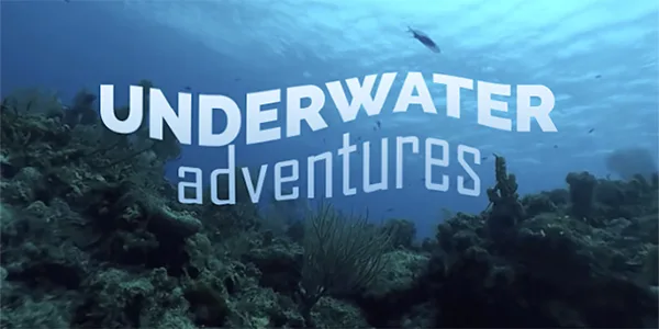 3D Image of a coral reef under water with text logo "Underwater adventures"
