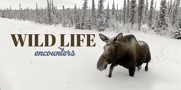 3D Graphics Image of a moose in the snow with text "Wild Life encounters" from REAL i-Series