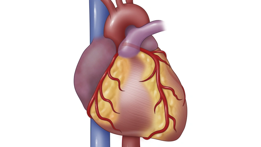 Illustration of heart anatomy