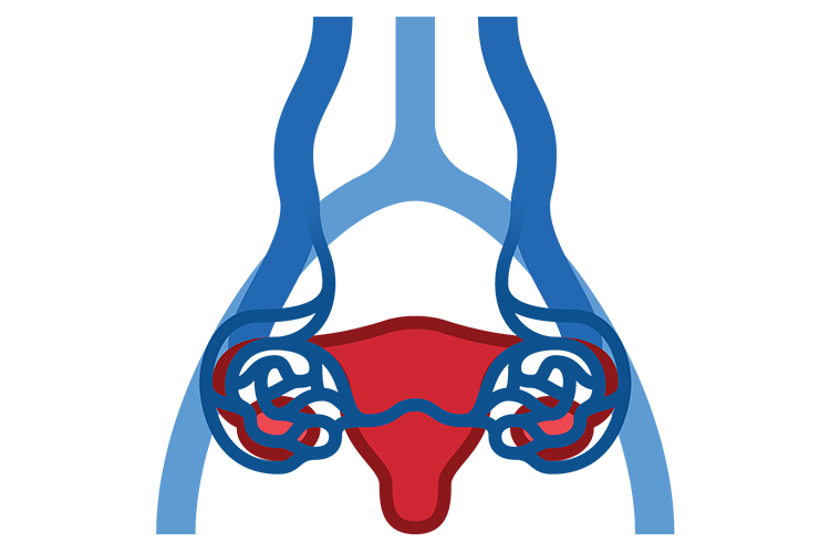 Illustration of vascular anatomy diagram